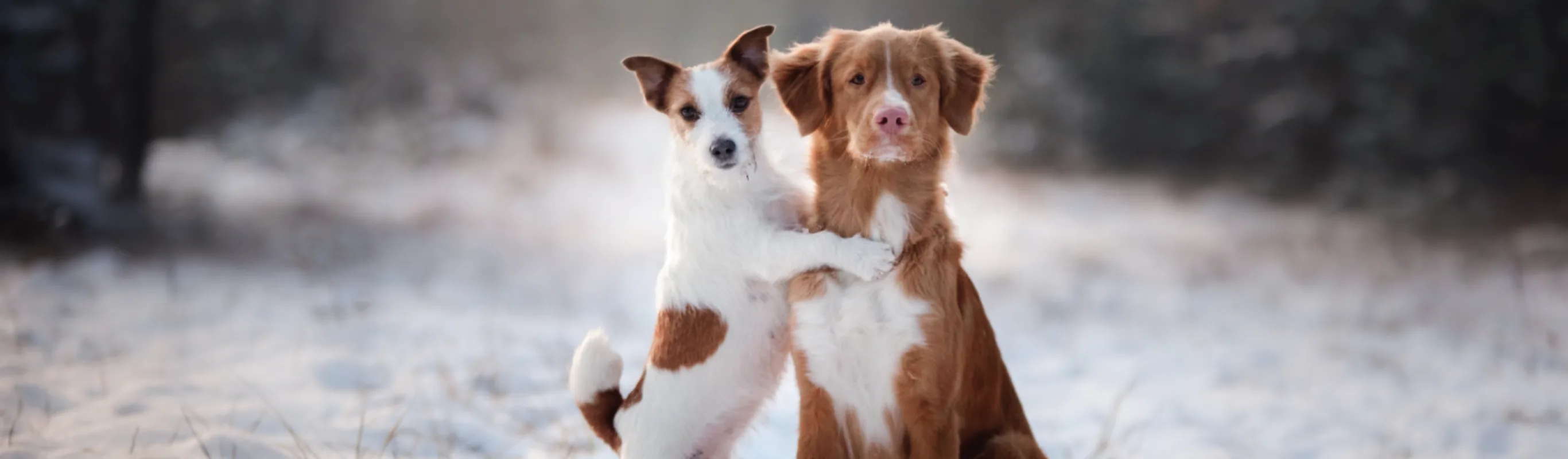 Two dogs sitting in the snow